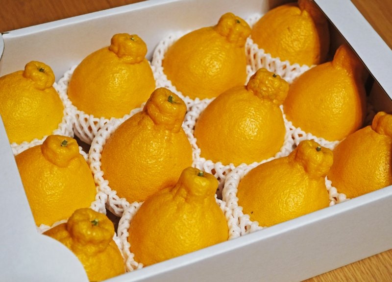 柑橘の女王】肥沃な土壌で育った 和歌山県産 不知火（民泊提供フルーツ