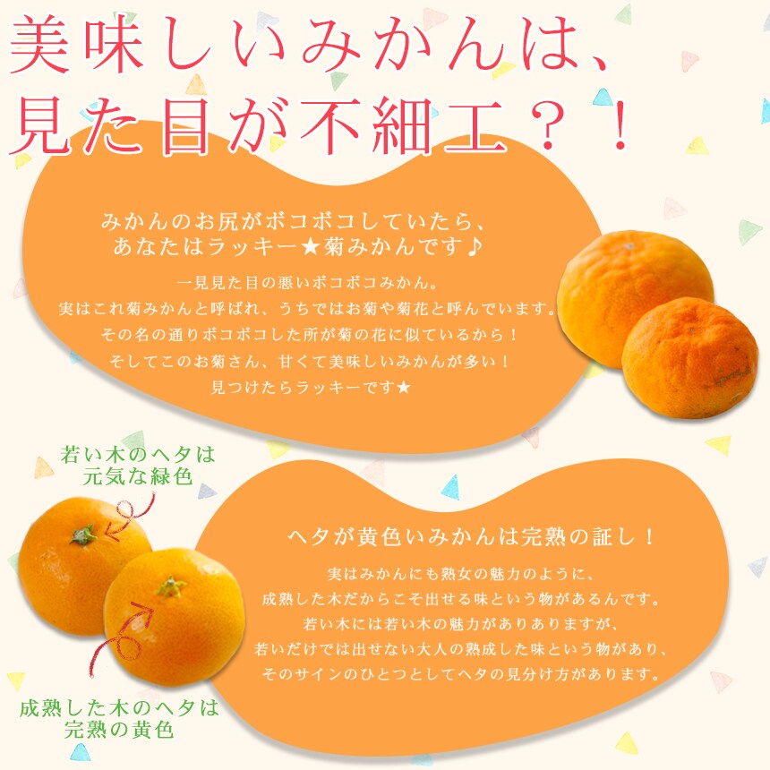 専用2024 みかん②再 楽天市場】【ふるさと納税】濃厚・ジューシー！ハウス栽培せとか