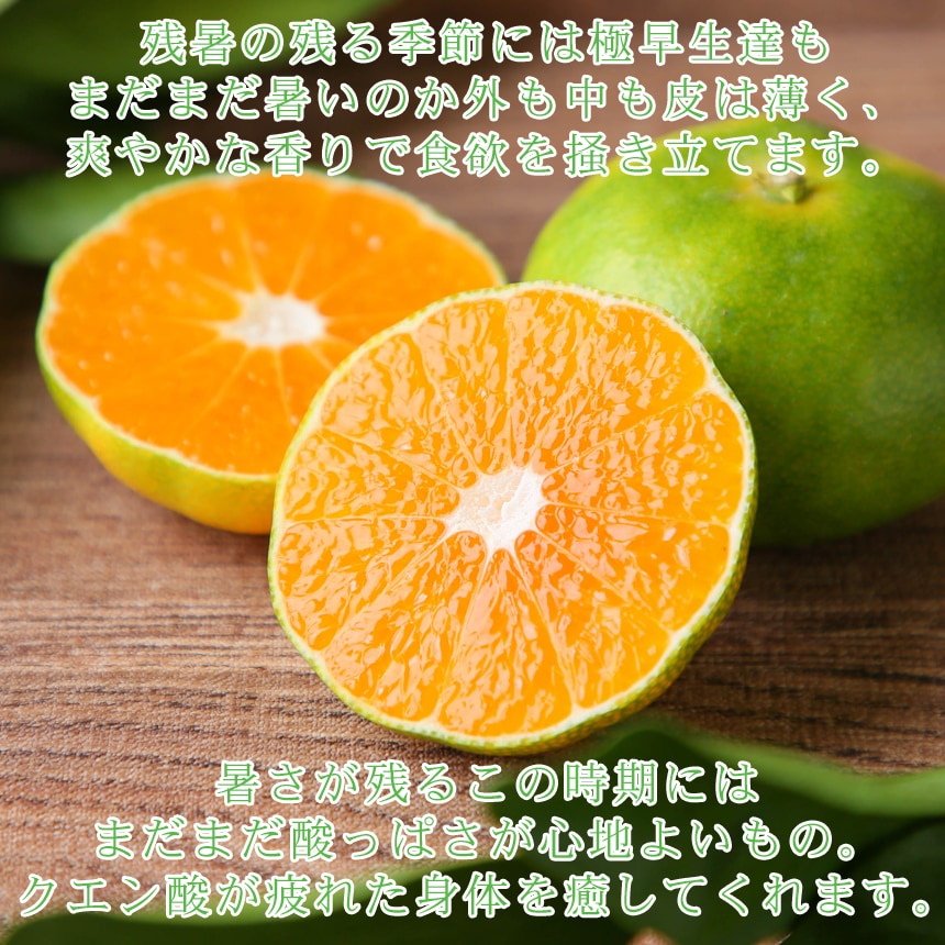 ミカン様 2 item_20241115_111313_955_L.jpg