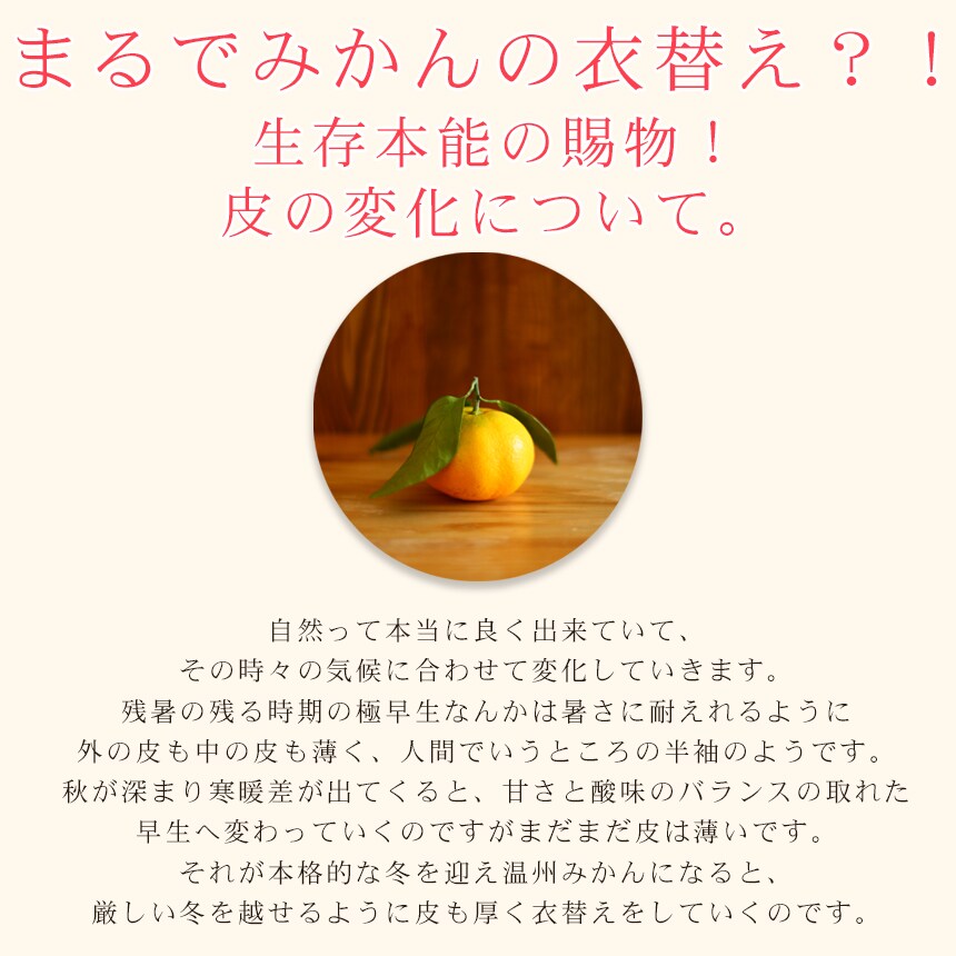 みかん 吉田みかん 20kg f吉20 家庭用 大玉 愛媛 吉田
