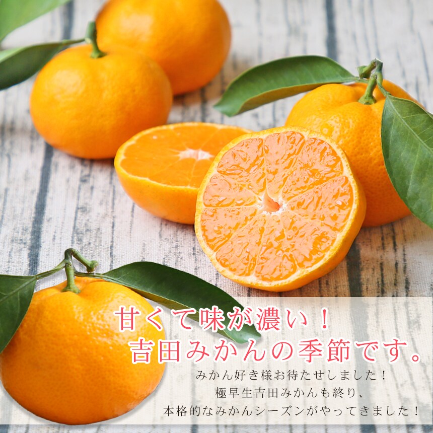 みかん 吉田みかん 3kg f吉03 家庭用 大玉 2箱ご購入で
