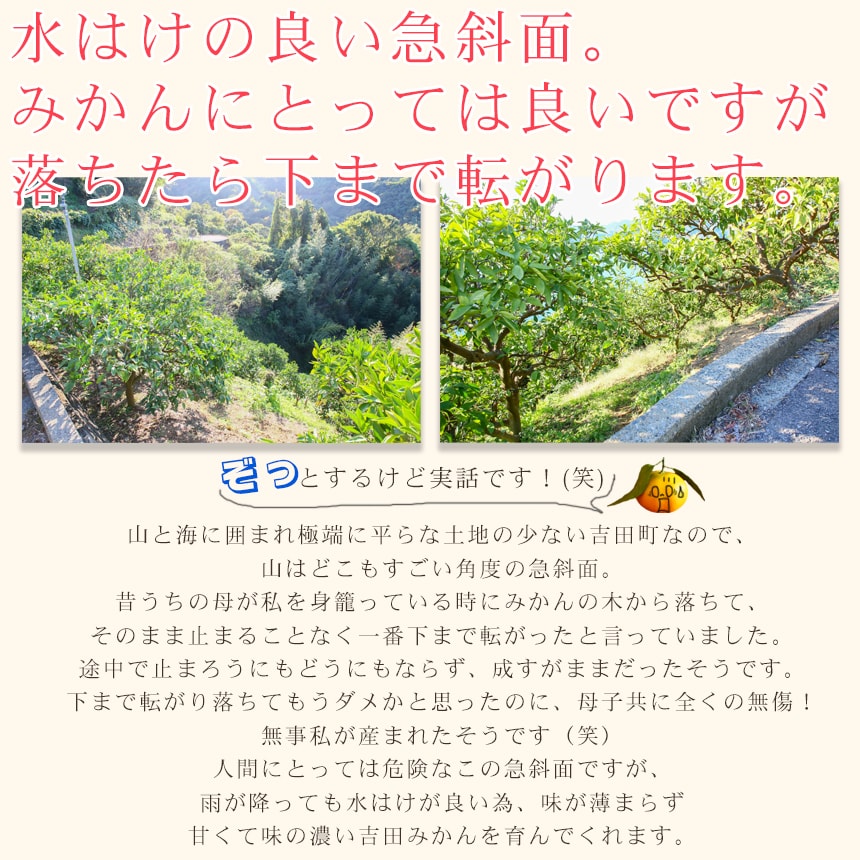 みかん 精品 吉田みかん 10kg S吉10 贈答用 精品 中玉 L