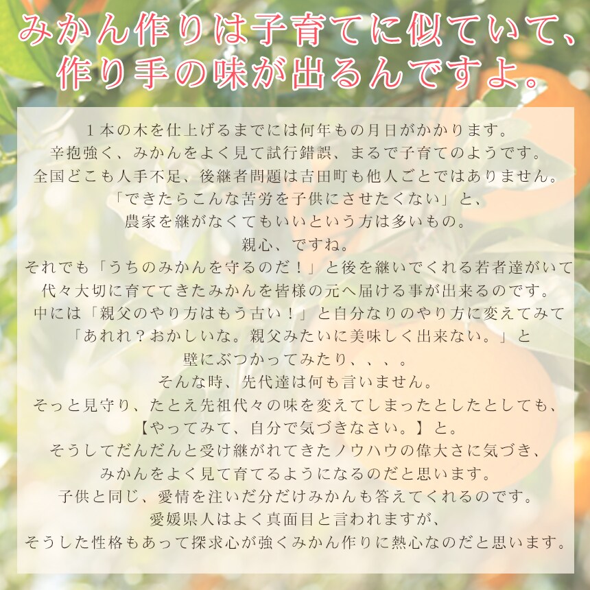 みかん 精品 吉田みかん 10kg S吉10 贈答用 精品 中玉 L