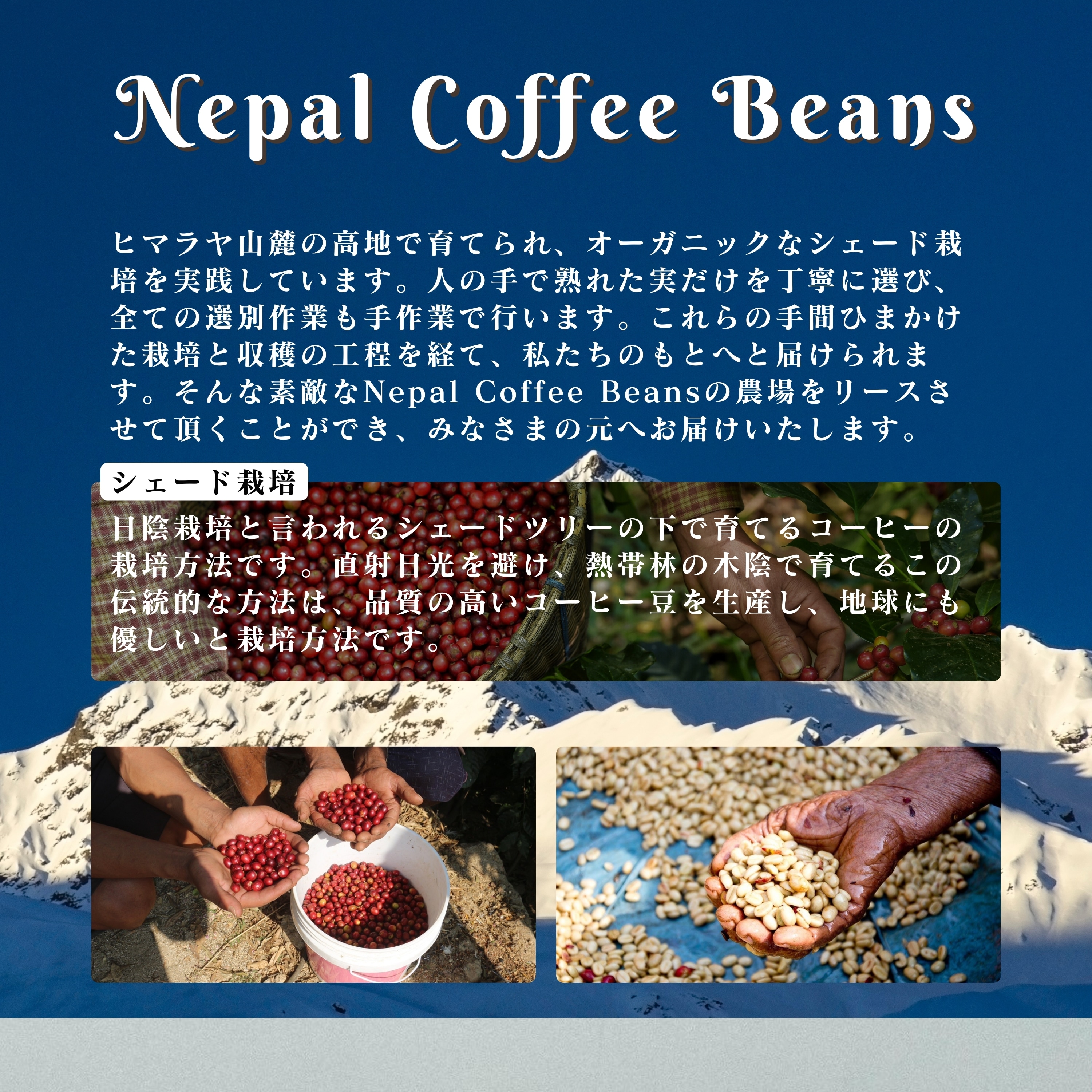 石垣島島内限定】ネパールコーヒー豆100g２袋/Nepal Coffee Beans/毎月15日焙煎発送/もちつもたれつ応援プロジェクト/年間まとめて 注文