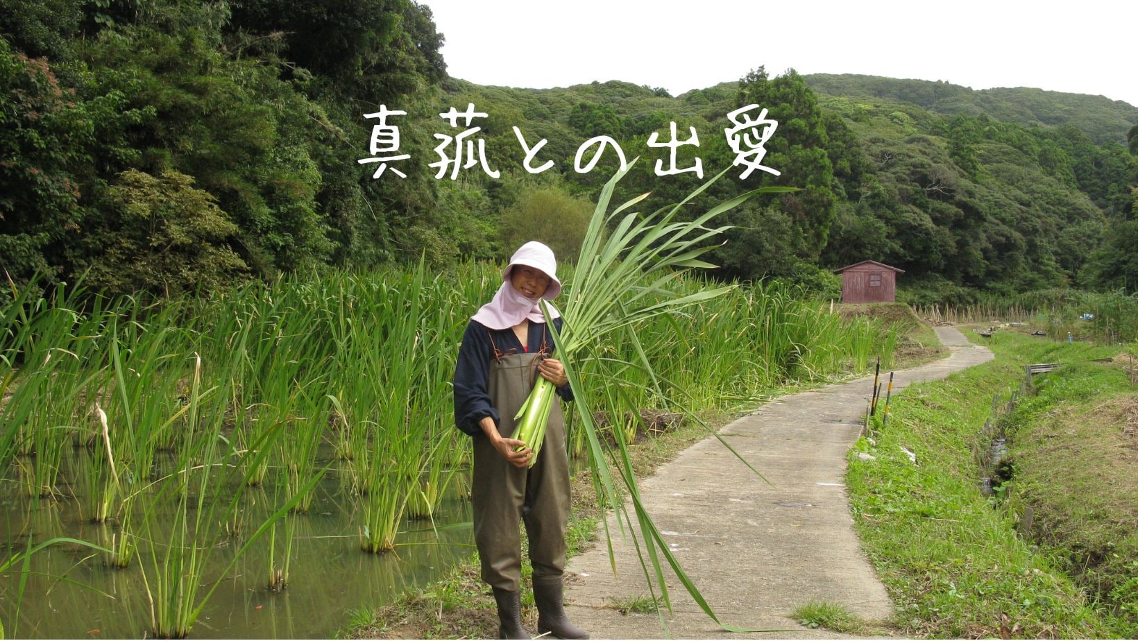 まこも円座33㎝☆グランディング☆浄化☆魔除け☆波動アップ まこも円座33㎝☆グランディング☆浄化☆魔除け☆波動