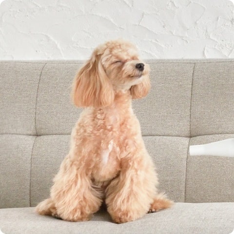復元ドライヤーPET ハンドフリーで健康に