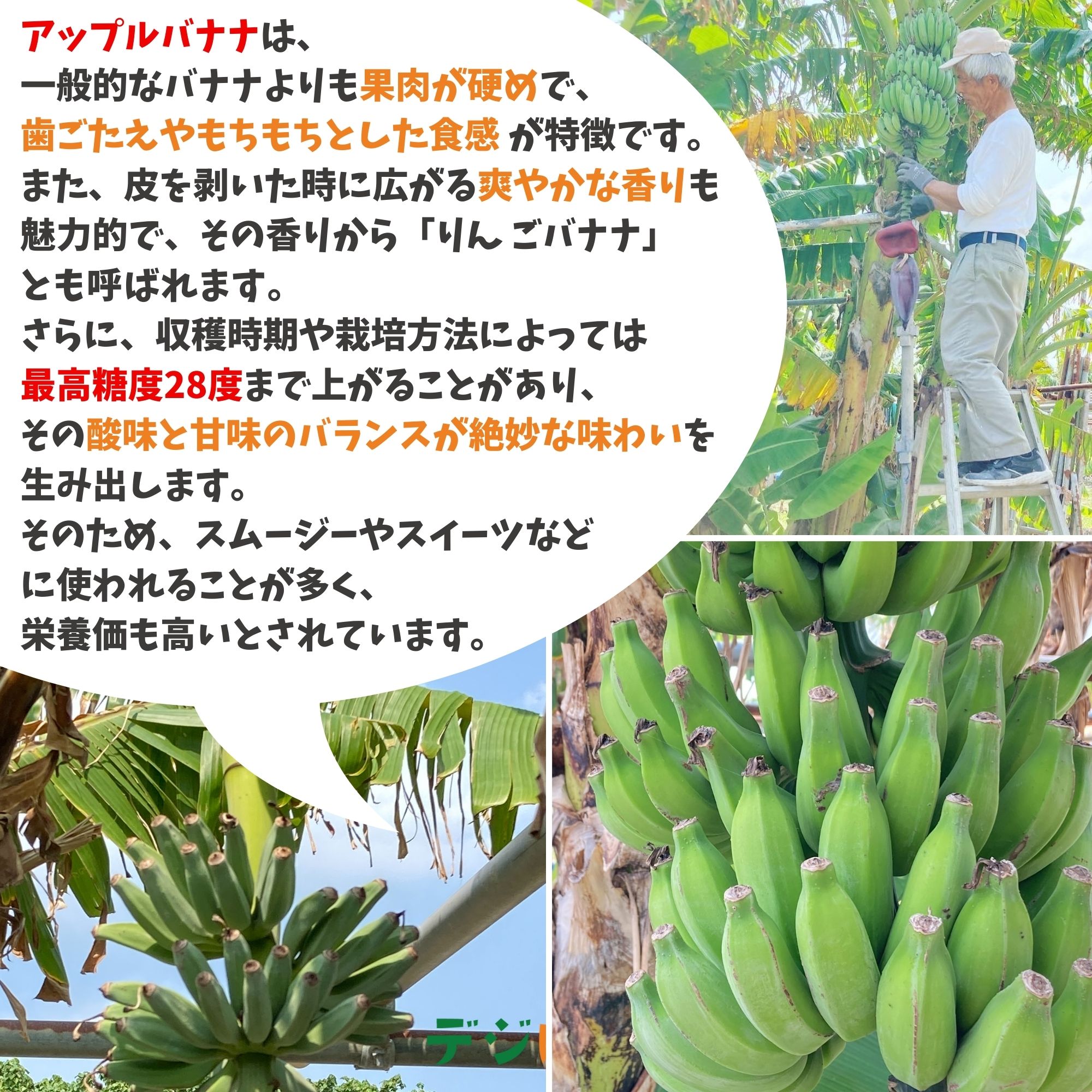 沖縄県産】バナナいろいろ1.5kg/10本程度（栽培期間中、化学農薬