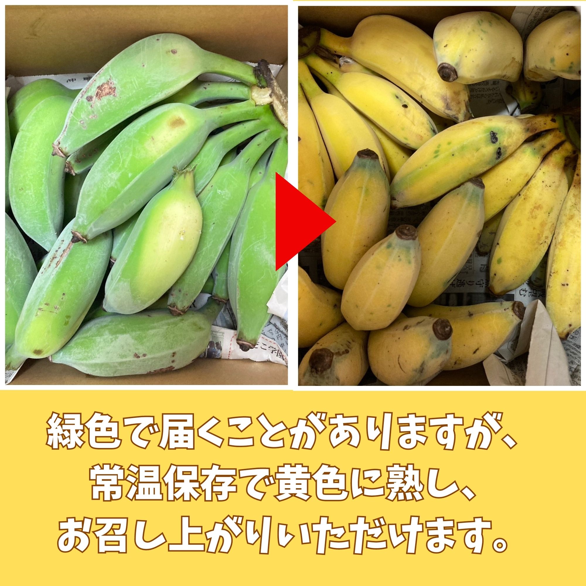 沖縄県産】バナナいろいろ1.5kg/10本程度（栽培期間中、化学農薬不使用）