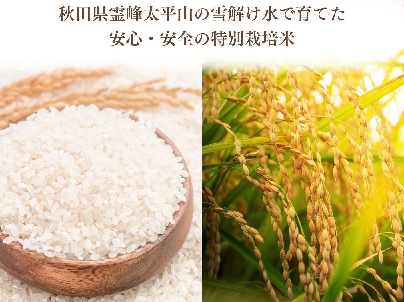 精米3Kg〜10Kg】予約限定販売/秋田県太平産あきたこまち/農家直送特別栽培米/令和5年度産