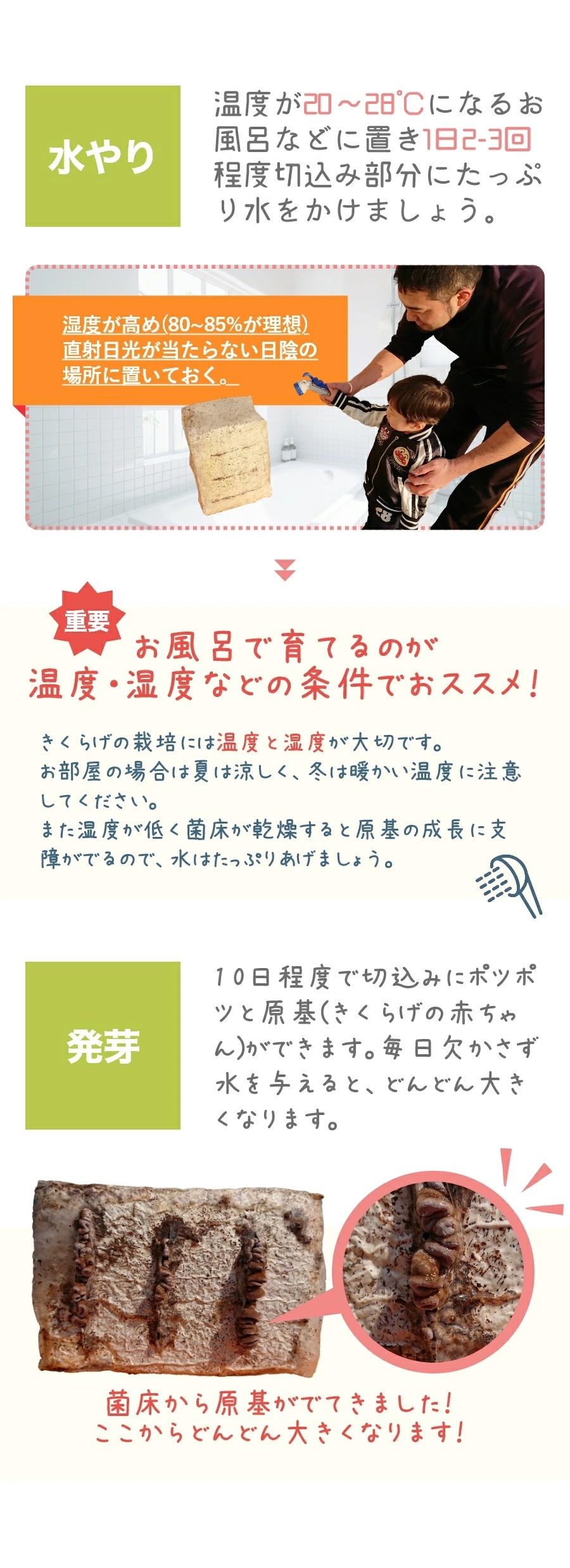 きくらげ栽培用菌床【自由研究や食育にオススメ!! | 収穫後は肥料などに!! | 1個入り】