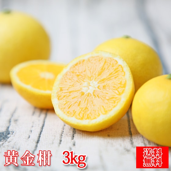 f黄金 05】黄金柑 5kg （多少の枝傷・葉傷・黒点有り）（家庭用