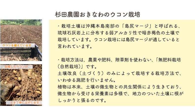 秋ウコン粉末パウダー 100g 希少な自然栽培 沖縄県産 農薬 肥料 動物性堆肥不使用 秋ウコン粉末パウダー 100g 希少な自然栽培 沖縄県産 農薬 肥料 動物性堆肥不使用